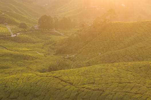 tea plantation in cameron highlands,malaysia