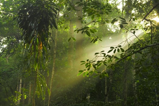 green forest with ray of lights