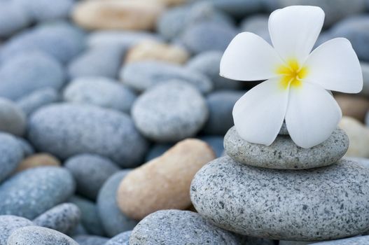 frangipani with with stack of rocks