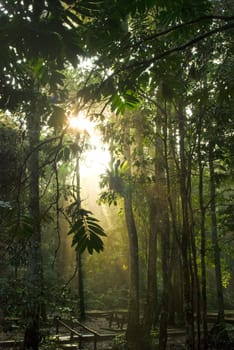 green forest with ray of lights