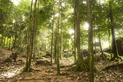 green forest with ray of lights