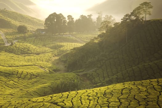 tea plantation in cameron highlands,malaysia