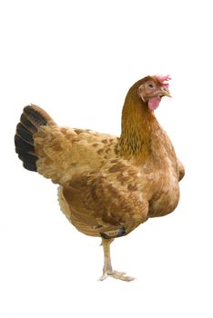 isolated hen with clipping path