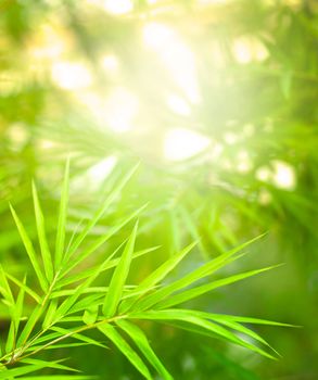 asian nature bamboo forest with rays of light