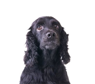 cocker spaneil isolated in white