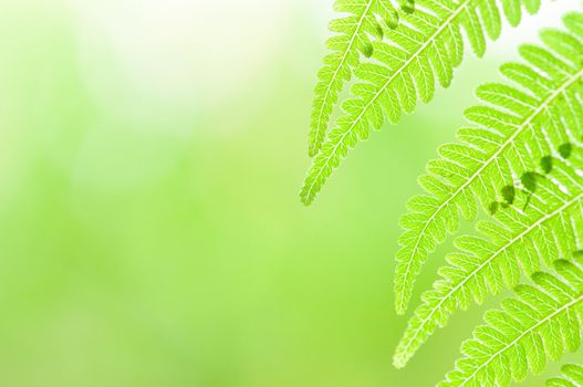 macro of a green leaf with plenty of copyspace on left