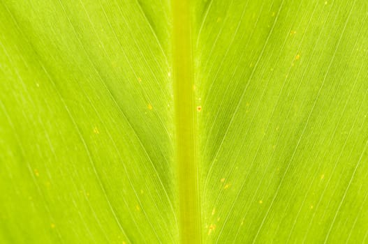 macro close up of green leaf