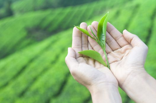 a pair of hand holding tea leaf harvest from nature