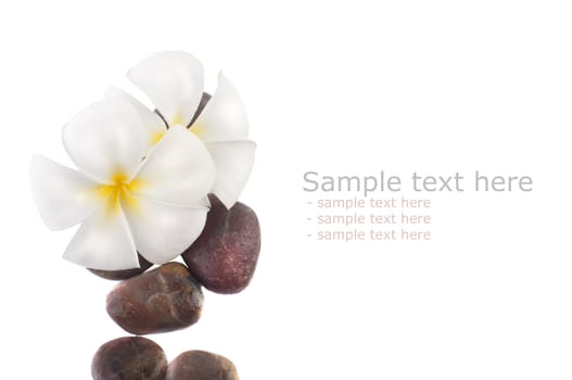frangipani with isolated white background and copyspace