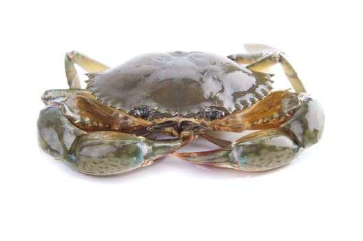 isolated single raw crab with white background