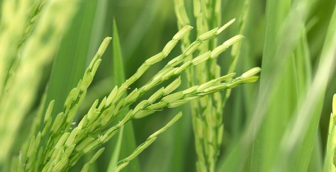 close up photo of green paddy rice 