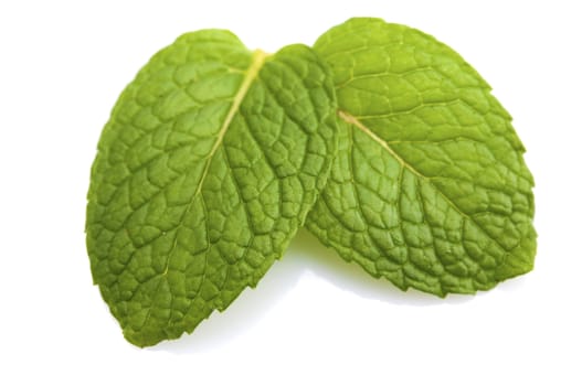 Green Mint on white background 