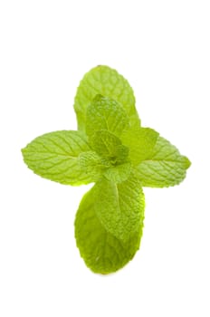 Close up green mint isolated on white background 