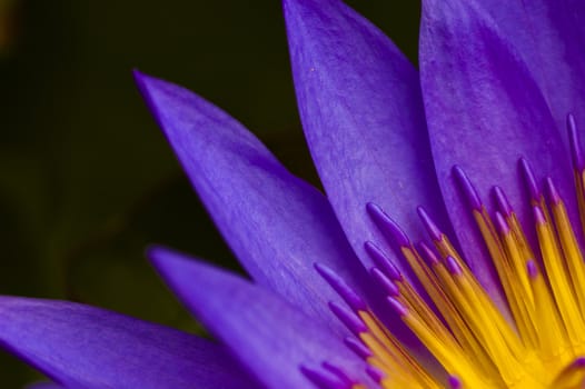 extreme close up of a lotus flower