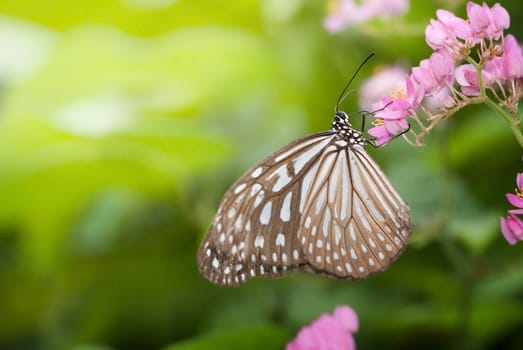 butterfly on green natural background