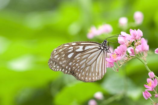 close up of butterfly with green background