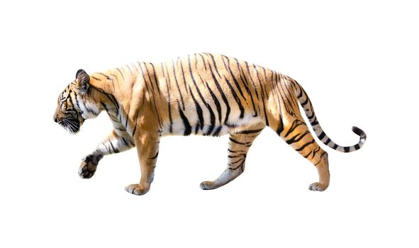 tiger with isolated white backgrouind