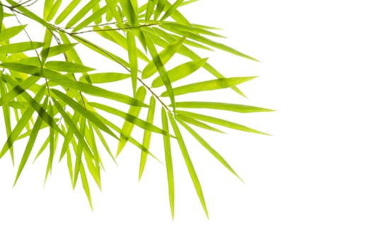 bamboo with isolated white background 