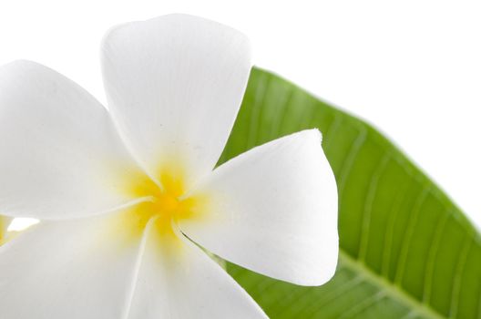 frangipani flower and leaf with isolated white background