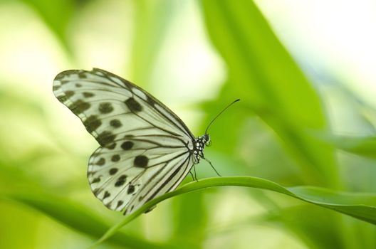 butterfly with green background