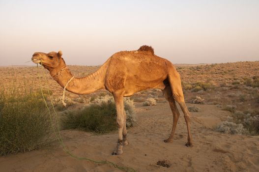 Camel. Bikaner, India
