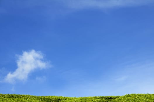 Meadow with green grass and blue sky with clouds
