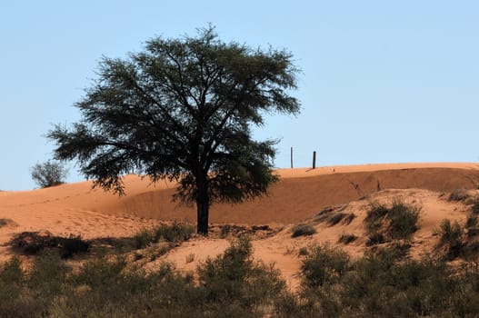 A farm scene in the Kalahari Desert in South Africa