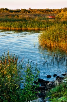 Colorful bay at summer sunset with rocks and cane