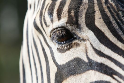 Close up a a single brown Zebra eye