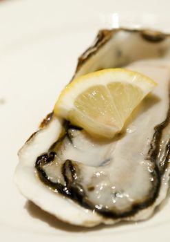 close up zoom of edible live oysters
