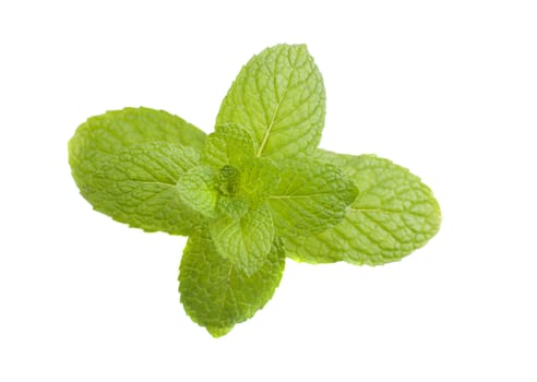mint leaf with white background