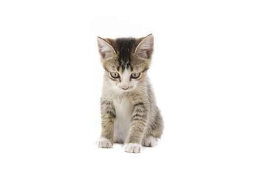 malaysian stray kitten isolated on white