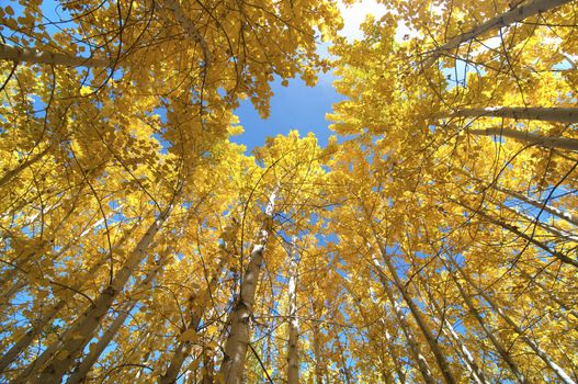 Upward view of Fall Aspen Trees 