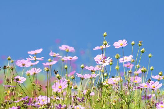 Bunch of spring flowers in the meadow
