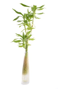isolated bamboo with white background