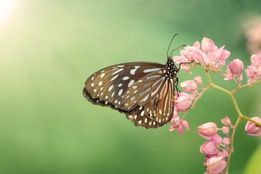 butterfly with morning lights