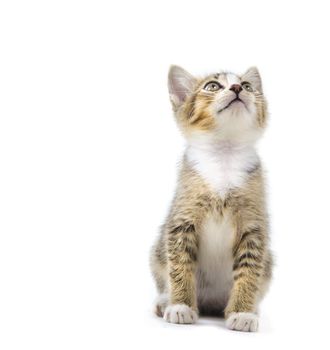 malaysian stray kitten isolated on white
