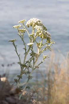 Wild blossom wormwood through dry grass with selective focus on the wormwood