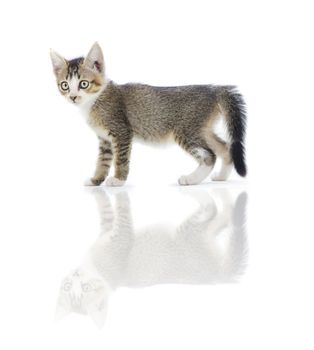 malaysian stray kitten isolated on white
