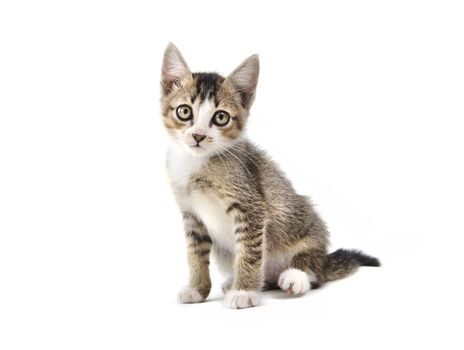 malaysian stray kitten isolated on white