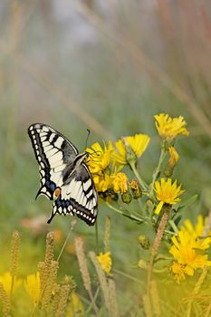 Close-up of a Swallowtail butterfly on yellow Hawkweed