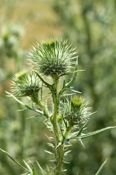 A green Bull Thistle with thorns