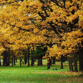 close up autumn trees in park