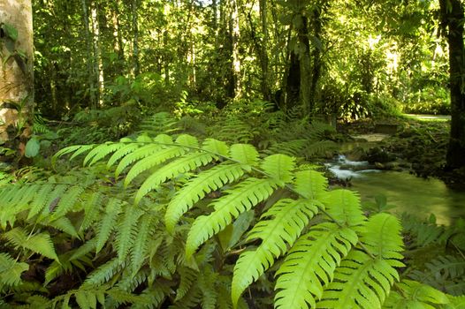 green forest