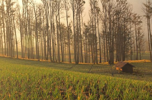 foggy farmland in java