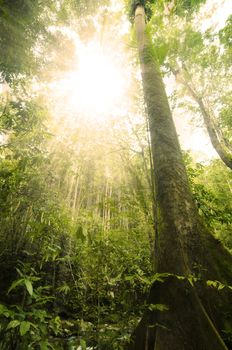 Green forest with ray of light
