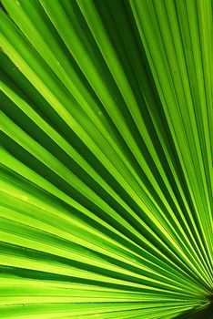 chusam palm leaf section