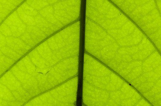 macro shot of a green leaf
