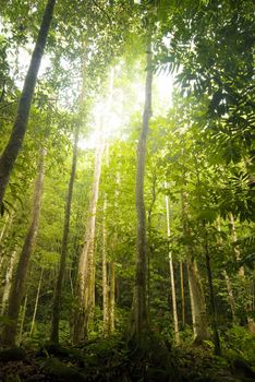 green forest with ray of lights