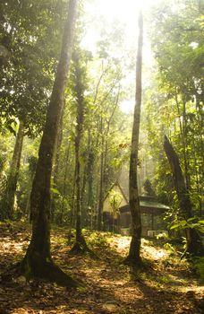 green forest with ray of lights